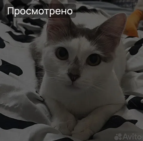 Фотография: белый короткошерстный кот «Куки», в районе улица Алексеева, Советский район