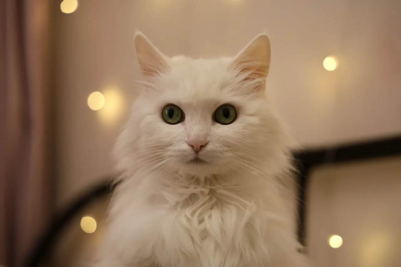 Литера