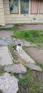 Котик по пути в Монрепо.
