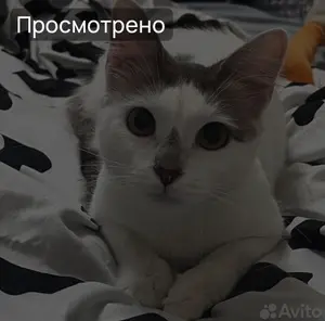 Куки