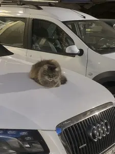 Кот на ауди а я нет