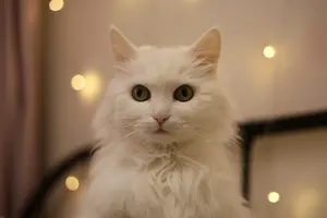 Литера